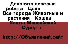 Девонята весёлые ребята › Цена ­ 25 000 - Все города Животные и растения » Кошки   . Ханты-Мансийский,Сургут г.